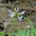The Best Time to Take Astragalus for Optimal Health: An Expert's Perspective